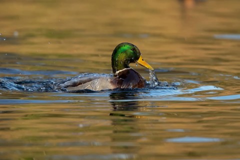 Mallard duck (Anas platyrhynchos) adult male bird bathing in the water of a lake, England, United