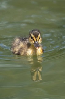 Mallard duck (Anas platyrhynchos) juvenile baby duckling bird swimming on the water of a lake in
