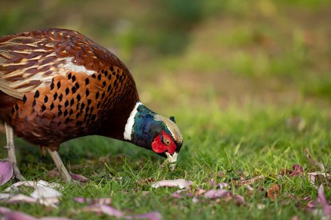 Common pheasant (Phasianus colchicus) adult male game bird feeding on a garden grass lawn, England,