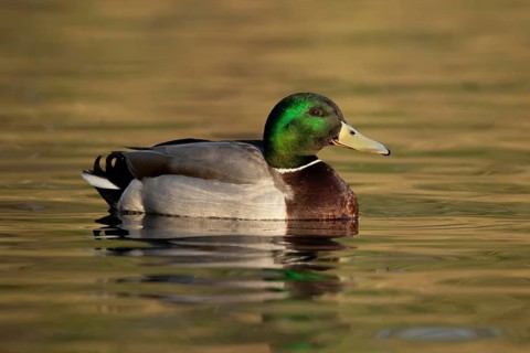 Mallard duck (Anas platyrhynchos) adult male bird on the water of a lake, England, United Kingdom