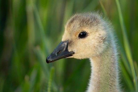 Greylag goose (Anser anser) juvenile baby gosling bird head portrait in summer, England, United