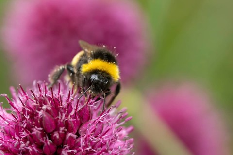 Buff tailed bumblebee (Bombus terrestris) adult bee insect feeding on a garden Allium flower in