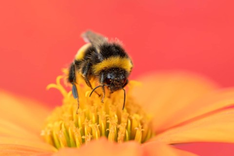 Buff tailed bumblebee (Bombus terrestris) adult bee insect feeding on a garden orange Mexican