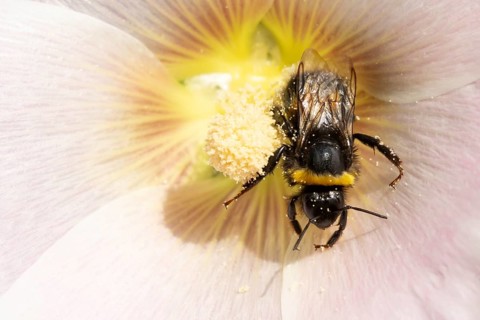 Buff tailed bumblebee (Bombus terrestris) adult bee insect feeding on a garden Hollyhock flower in