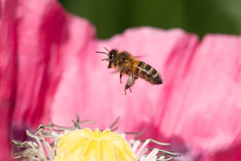 Honey bee (Apis mellifera) adult insect flying from a garden poppy flower in summer, England,