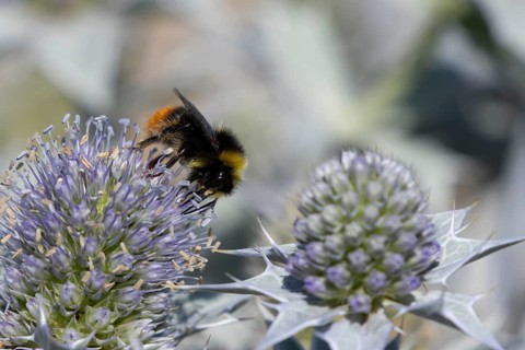 Red tailed bumblebee (Bombus lapidarius) adult bee insect feeding on Sea holly flowers in summer,