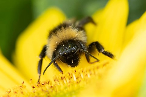 Buff tailed bumblebee (Bombus terrestris) adult bee insect feeding on a garden sunflower flower in