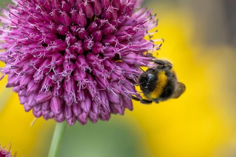 Buff tailed bumblebee (Bombus terrestris) adult bee insect feeding on a garden Chives flower in