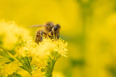 Honey bee (Apis mellifera) adult insect feeding on a garden yellow Golden rod flower in summer,