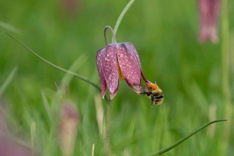 Common carder bumblebee (Bombus pascuorum) adult bee insect flying towards a Snake's head