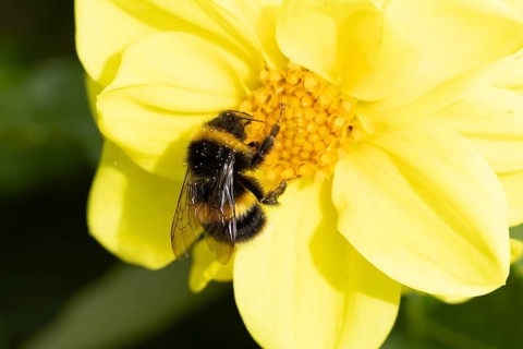Buff tailed bumblebee (Bombus terrestris) adult bee insect feeding on a garden yellow Dahlia flower