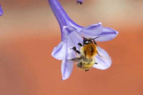 Common carder bumblebee (Bombus pascuorum) adult bee insect feeding on a garden Agapanthus flower
