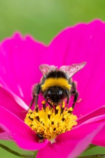 Buff tailed bumblebee (Bombus terrestris) adult bee insect feeding on a garden Cosmos flower in