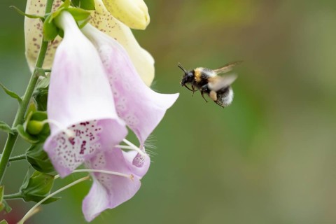 Buff tailed bumblebee (Bombus terrestris) adult bee insect flying towards a garden Foxglove flower