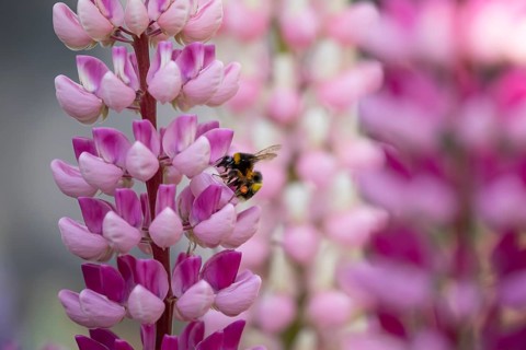 Buff tailed bumblebee (Bombus terrestris) adult bee insect feeding on a garden Lupin flower in