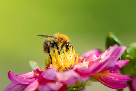 Common carder bumblebee (Bombus pascuorum) adult bee insect feeding on a garden Dahlia flower in