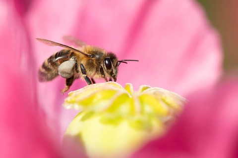 Honey bee (Apis mellifera) adult insect feeding on a garden poppy flower in summer, England, United
