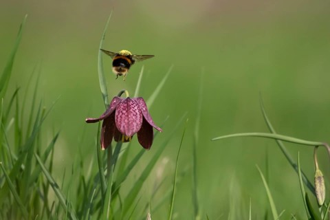 Buff tailed bumblebee (Bombus terrestris) adult bee insect flying from a Snake's head fritillary