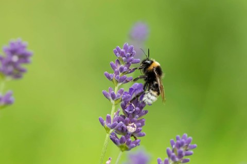 Buff tailed bumblebee (Bombus terrestris) adult bee insect feeding on a garden English lavender