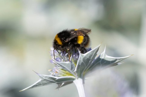 Buff tailed bumblebee (Bombus terrestris) adult bee insect feeding on Sea holly flowers in summer,