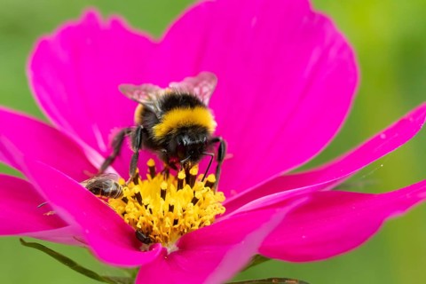 Buff tailed bumblebee (Bombus terrestris) adult bee insect feeding on a garden Cosmos flower in