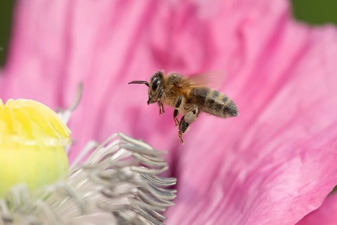 Honey bee (Apis mellifera) adult insect flying towards a garden poppy flower in summer, England,