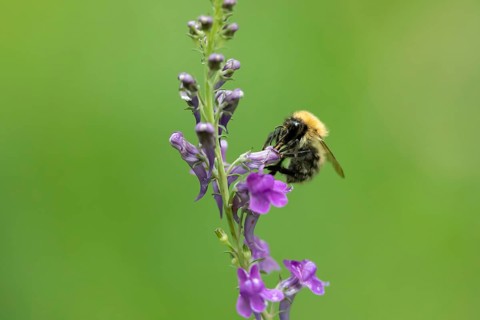 Common carder bumblebee (Bombus pascuorum) adult bee insect feeding on a garden Toadflax flower in
