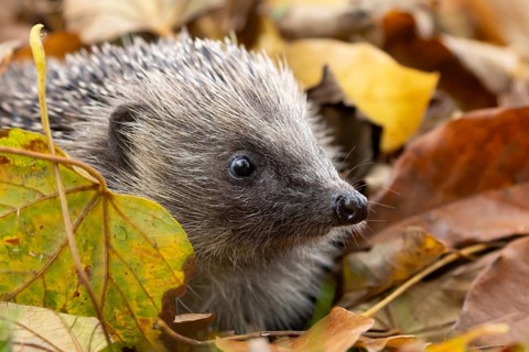 European hedgehog (Erinaceus europaeus) adult animal emerging from a pile of fallen autumn leaves