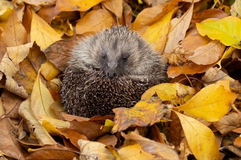 European hedgehog (Erinaceus europaeus) adult animal curled in a ball for hibernation on fallen