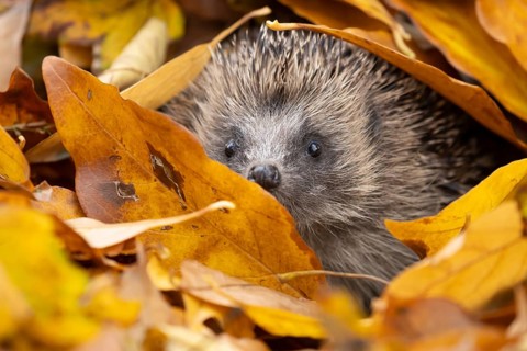 European hedgehog (Erinaceus europaeus) adult animal emerging from a pile of fallen autumn leaves