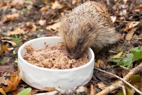 European hedgehog (Erinaceus europaeus) adult animal eating dog food from a pet bowl in a garden in