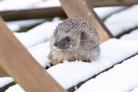 European hedgehog (Erinaceus europaeus) adult animal on snow covered garden wooden decking in
