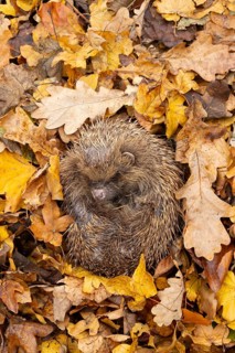 European hedgehog (Erinaceus europaeus) adult animal curled in a ball for hibernation on fallen