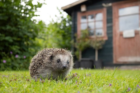 European hedgehog (Erinaceus europaeus) adult animal in a garden with a shed in the background,