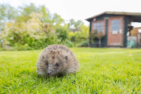 European hedgehog (Erinaceus europaeus) adult animal in a garden with a shed in the background in