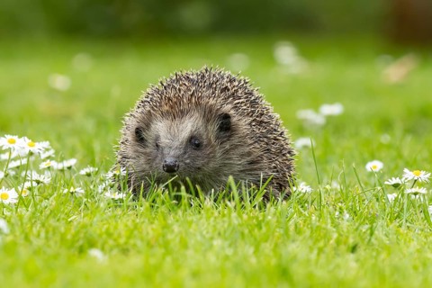 European hedgehog (Erinaceus europaeus) adult animal on a garden grass lawn with daisy flowers in