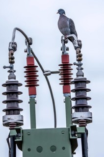 Pigeon sits on a power cable for traction power, mast with a circuit breaker for switching