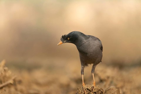 A jungle myna (Acridotheres fuscus) stands on the ground against a blurred background, Sreepur,