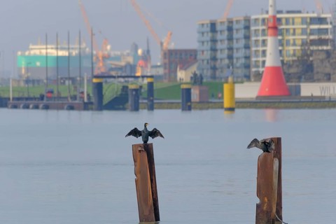 A cormorant (Phalacrocoracidae) stands on a steel stake and dries its wings in the background of