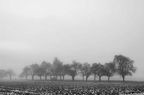 Fruit trees in winter in cloudy weather, black and white, Eckental, Middle Franconia, Bavaria,