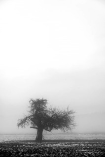 Fruit tree in winter in cloudy weather, black and white, Eckental, Middle Franconia, Bavaria,