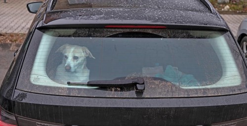 Waiting dog in the trunk of a car, Bavaria, Germany