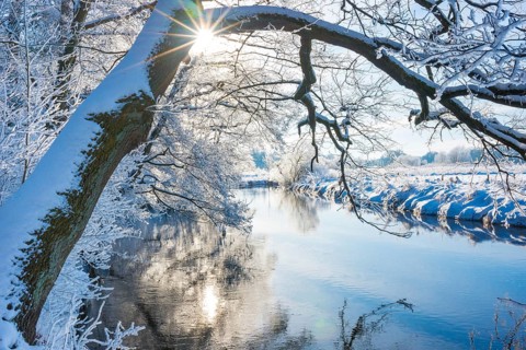 Snow-covered river landscape with trees, overhanging branch of English oak (Quercus robur)