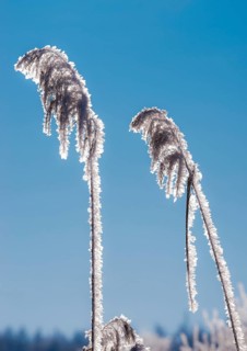 Hoarfrost, reed fronds covered with ice crystals, stalks and leaves, reeds (Phragmites australis)