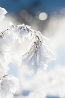 Close-up of ice crystals on a stalk, grass covered in hoarfrost, grasses, stalks, plants, wintry,
