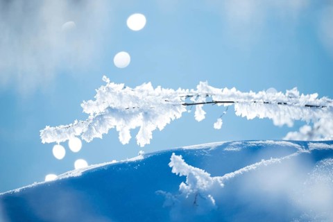 Close-up of ice crystals on a stalk, grass covered in hoarfrost over a snow-covered, hilly area,