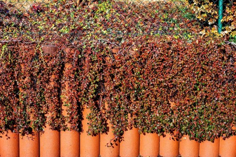 Red fruits of the cotoneaster, Bavaria, Germany