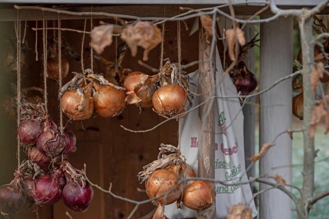 Onions (Allium cepa) hung up to dry, Bavaria, Germany