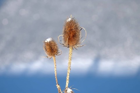 Wild teasel (Dipsacus fullonum) in winter, Bavaria, Germany
