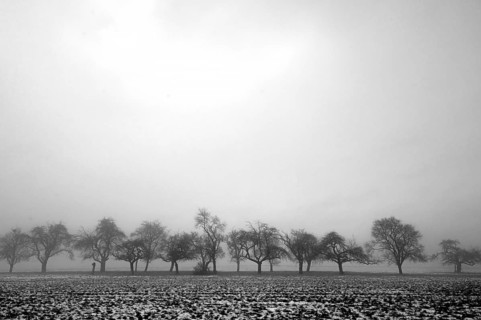Fruit trees in winter in cloudy weather, black and white, Eckental, Middle Franconia, Bavaria,